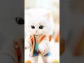 😸 playing with boll#animalshorts #cat #funnyanimals #shortsvideo #funnycats #viral