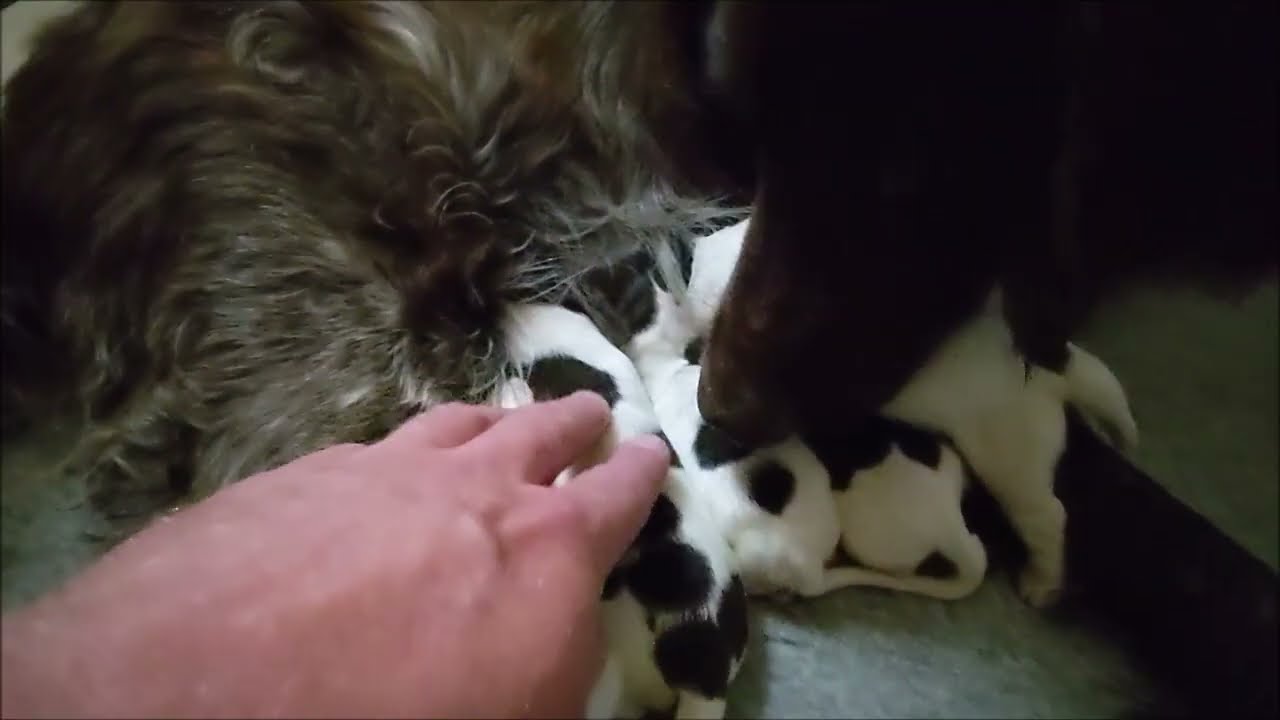 Pups at 1 week old