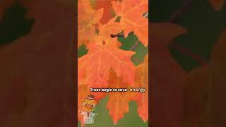 Why do leaves change color in autumn?  #ScienceFacts #KidsScience #LearnWithFun