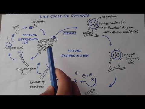 Oomycota - Phytophthora Infestans को जीवन चक्र