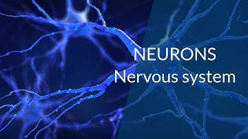 🧠 Neurons Explained: The Building Blocks of the Nervous System
