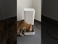 Xiaomi Smart Pet Food Feeder, il distributore di cibo per animali smart