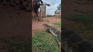 Amazing Komodo Dragon wants to eat cows.😱 Monitor Lizard VS Cows.#shorts #animals