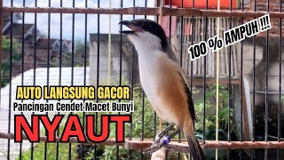 burung cendet gacor AMPUH BONGKAR MATERI PANCINGAN CENDET AGAR BUNYI bikin BURUNG PENTET GACOR EMOSI
