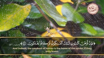 تلاوة خاشعة وجميلة لآية (مثل الذين اتخذوا من دون الله أولياء كمثل العنكبوت اتخذت بيتا وإن أوهن...)