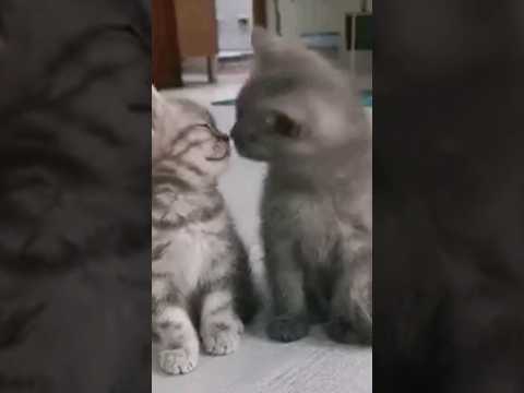Подскажите котятам #respect #funny #cute #юмор #kitten