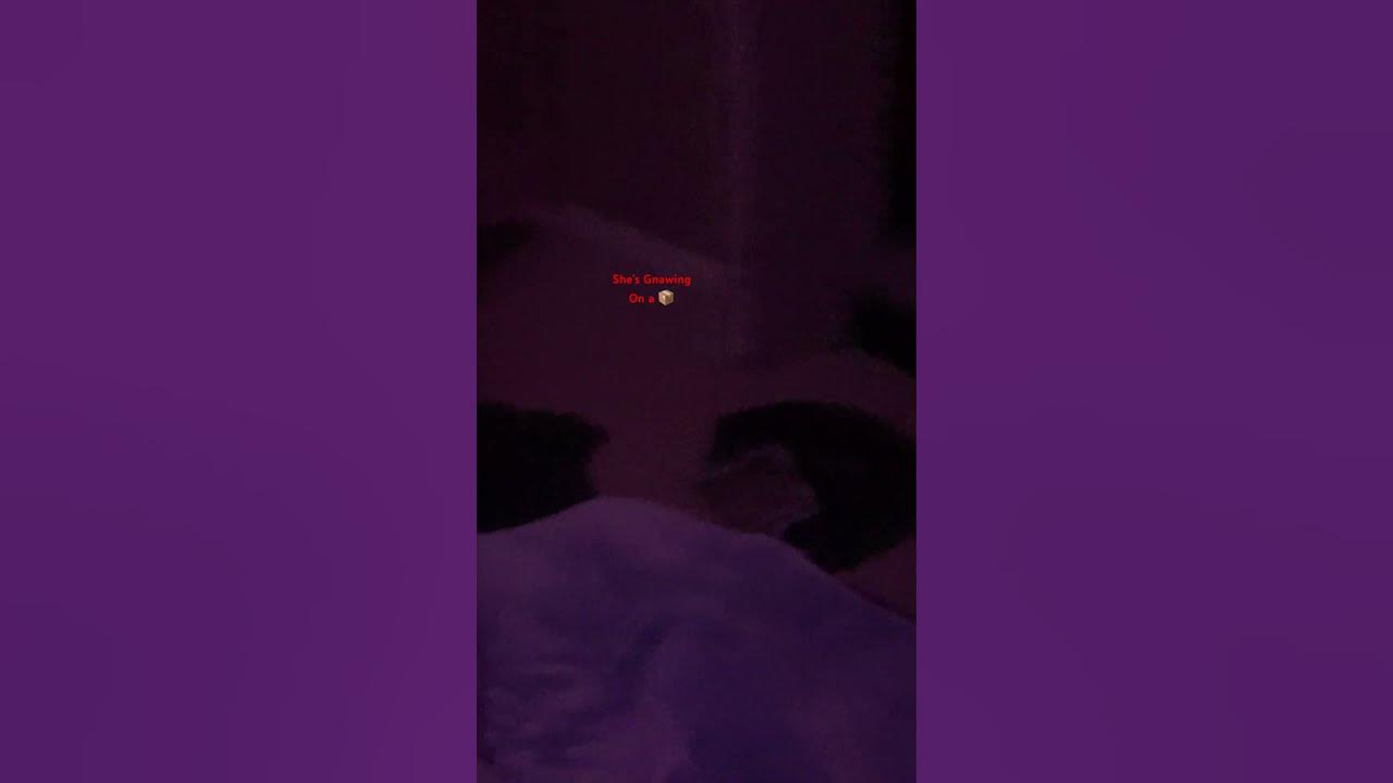 millie-is-a-good-cat-part-2-cat-asmr-america-hyrule-youtube