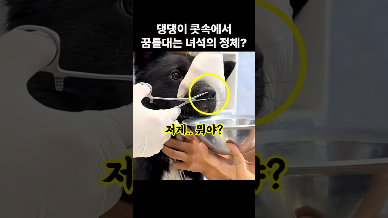 시골에서 놀다온 댕댕이가 계속 코를 킁킁 거렸던 이유