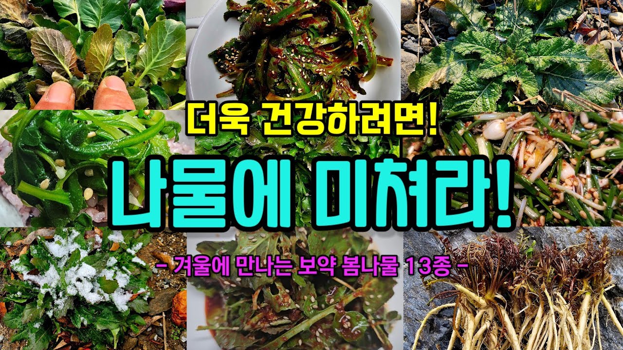 더욱 건강하려면! 나물에 미쳐라! 겨울에 만나는 보약 봄나물 13종!