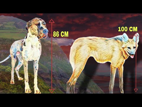 Vídeo: Grandes nomes do cão gaélico para um Wolfhound irlandês