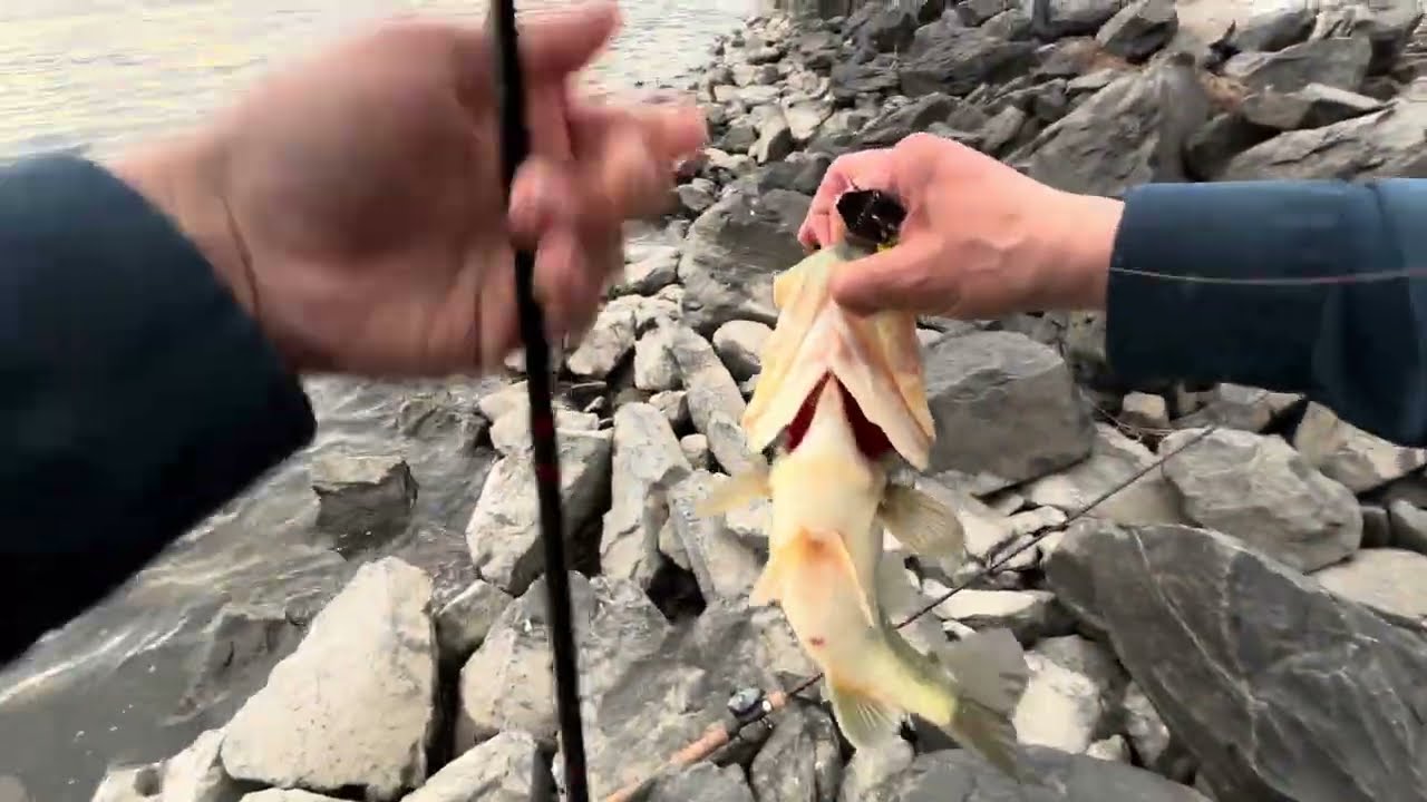 WINTER FISHING AT ONIEL FOREBAY CALIFORNIA 