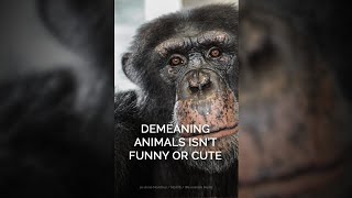 Demeaning Animals Isn't Funny #shortsfeed