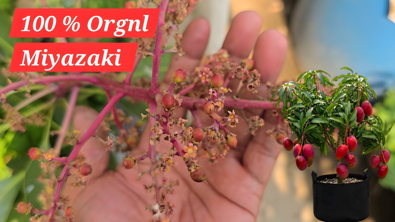 100% Orgnl Miyazaki Mango Plant...