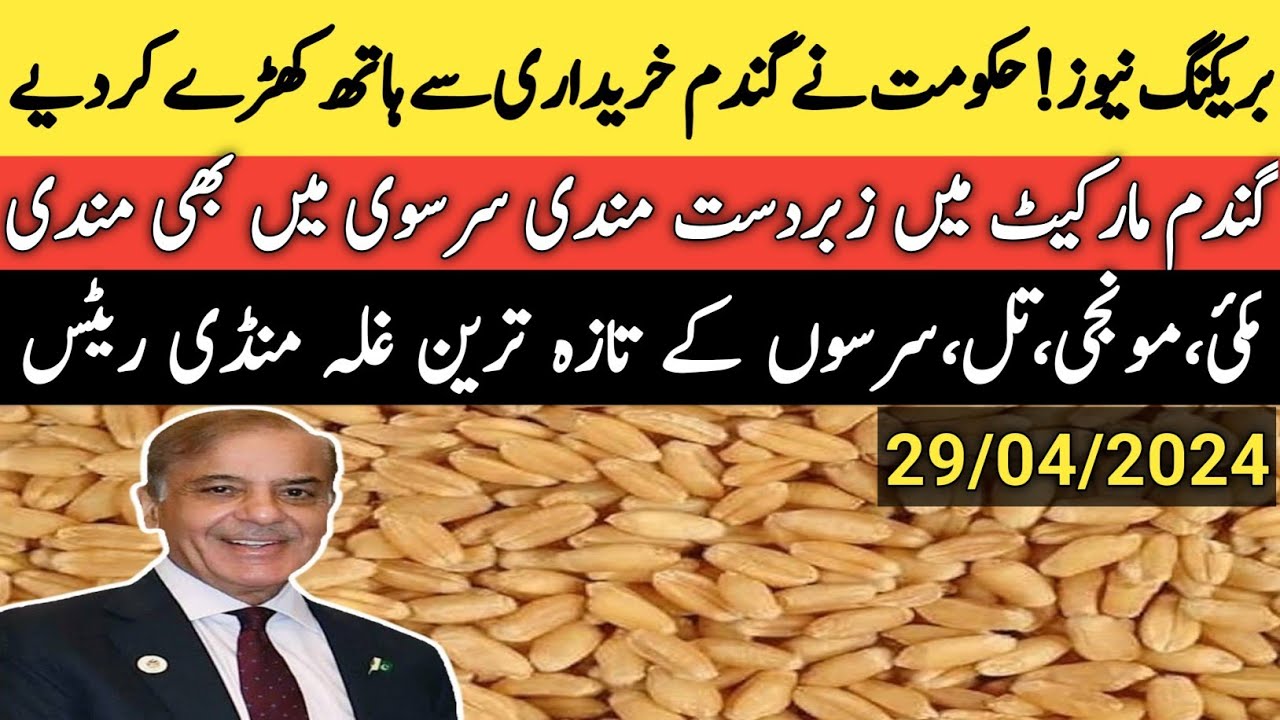wheat price in pakistan today/today wheat price/galla mandi rate today ...