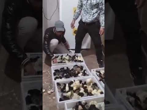 تجربة عبد الهادي من بن أحمد مع فقاسة الأمان نسبة تفقيس مذهلة 95