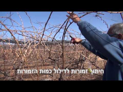 וִידֵאוֹ: דרישות השקיה של גפן: למד על השקיית ענבים בגינה