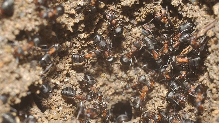 Cannibal ants discovered in Polish nuclear bunker