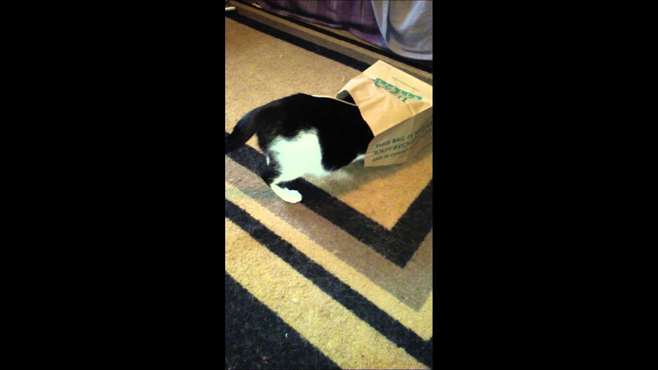 Funny Tuxedo cat 
