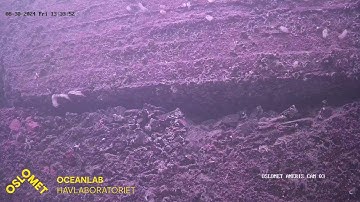 Live streaming OsloMet Oceanlab ANERIS project low cost underwater camera observatory prototype