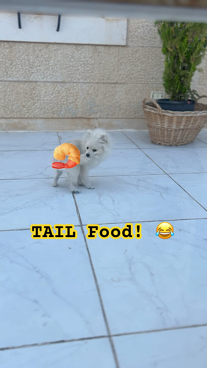 Ivy VS Her Own Tail 😂🐾”