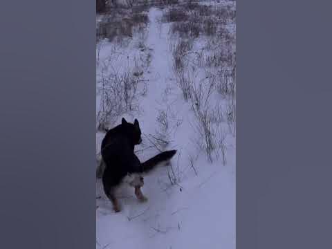 Фарадей Тактик Плюсы - YouTube