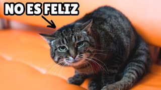 15 maneras en las que estás LASTIMANDO a tu gato sin darte cuenta