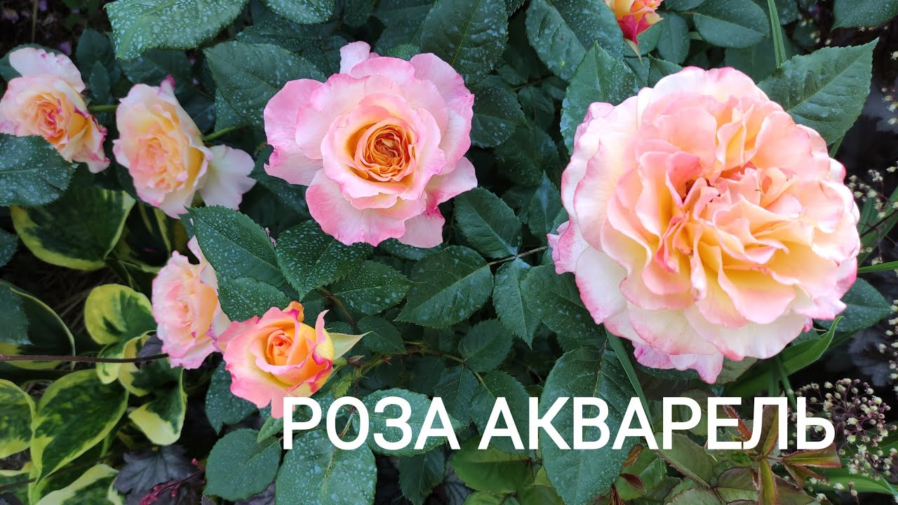 Роза Акварель Фото И Описание