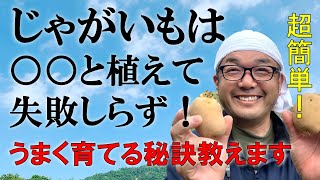 じゃがいもは〇〇と植えて失敗しらず！！うまく育てる秘訣教えます。【自然農法】