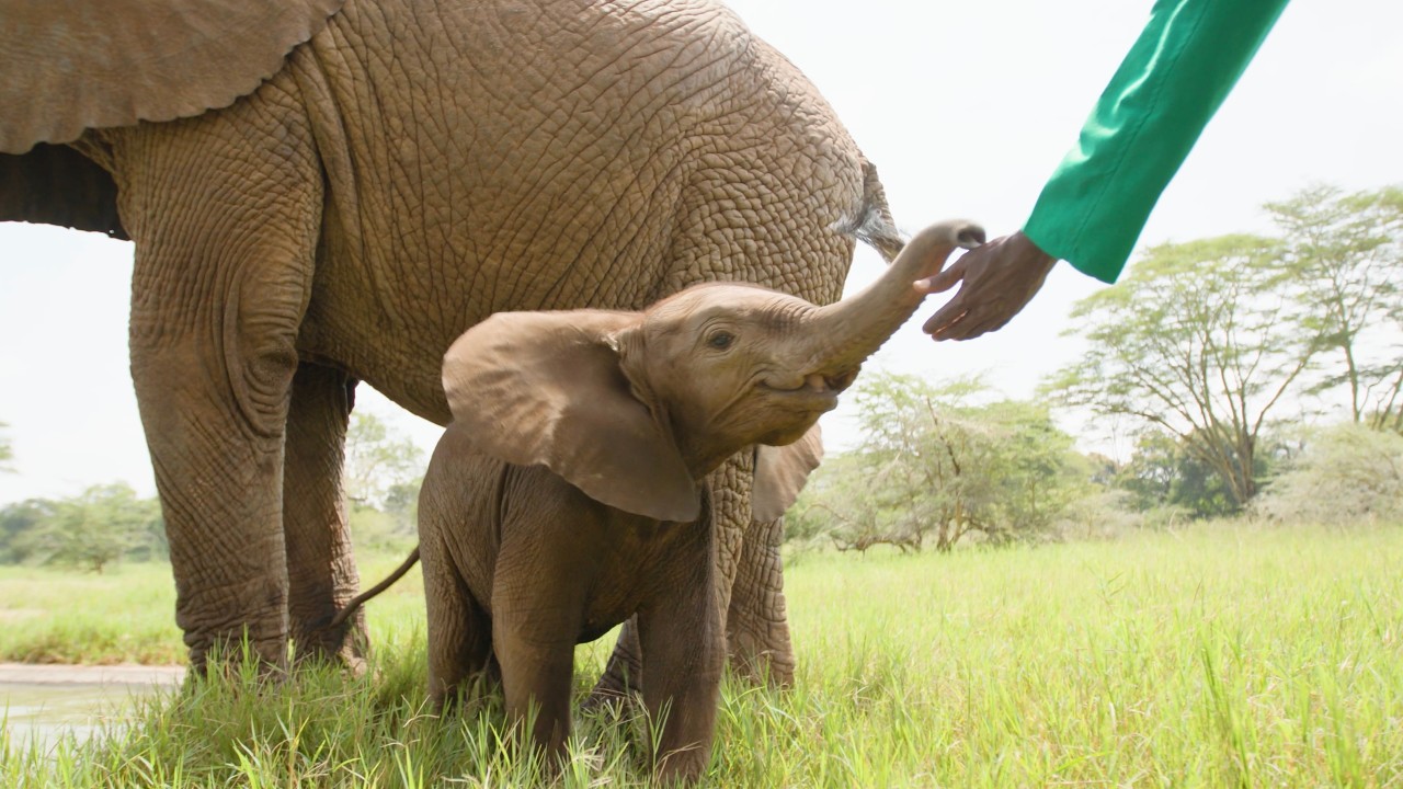 Baby elephant reaching out with its trunk to touch a human hand