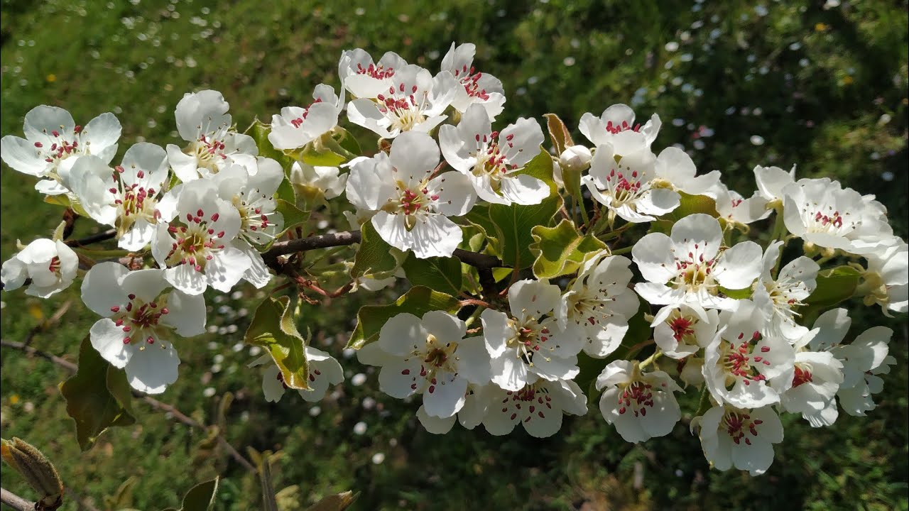 Pear Flowers (Pyrus communis) - the tastiest of all