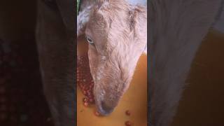 Morning Feed Mashallah ❤️ #goat #goatfarming #beautifullgoats #unfrezzmyaccount #goats
