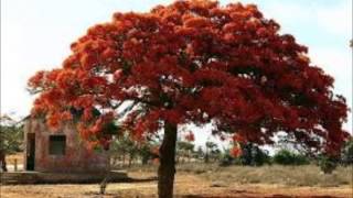 Pom                     Otis