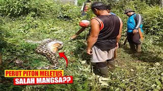 Warga Temukan Ular Piton M3L3D4K Setelah Memakan Sapi Suaranya Seperti Merc0N...
