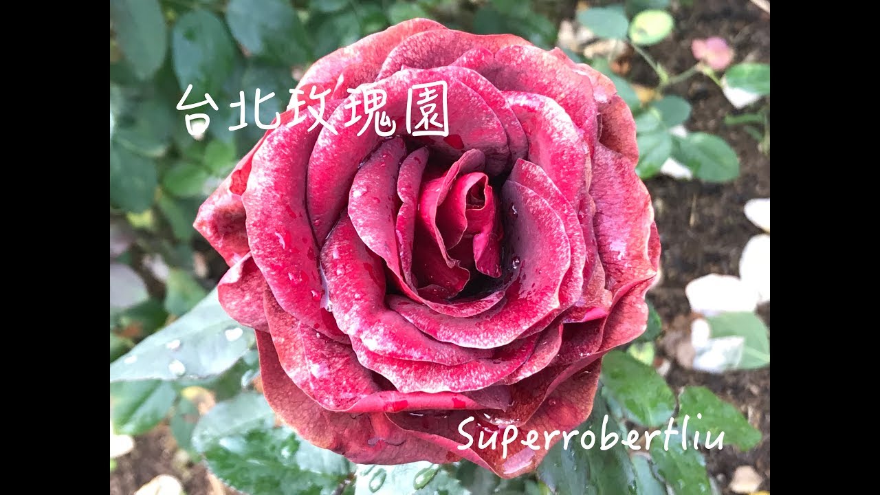 美麗的台北玫瑰園 - Taipei Rose Garden, Superrobertliu
