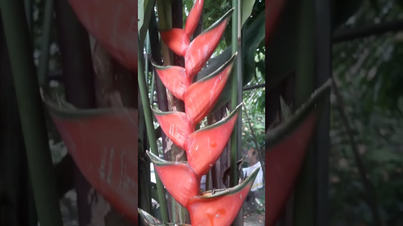 tirando semente da planta Heliconia Bico de papagaio