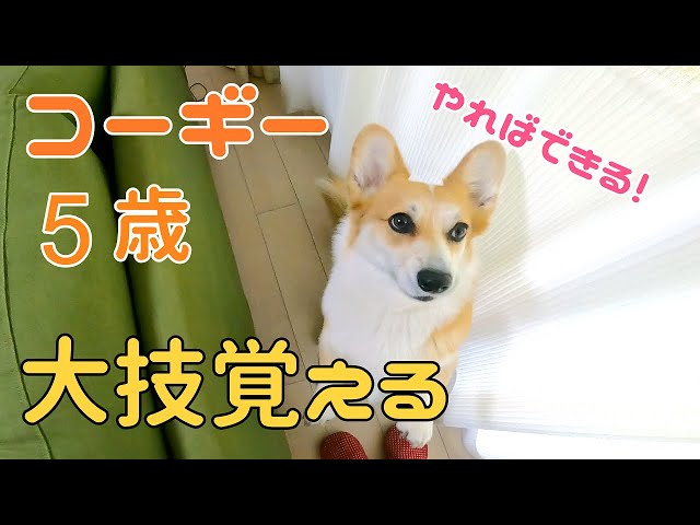 This is a 5-year-old Corgi with a tail! He's learning new tricks