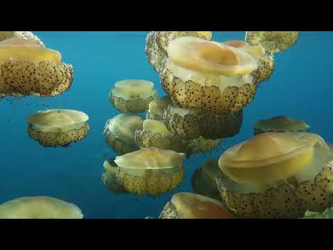 Fried-egg jellyfish Cotylorhiza