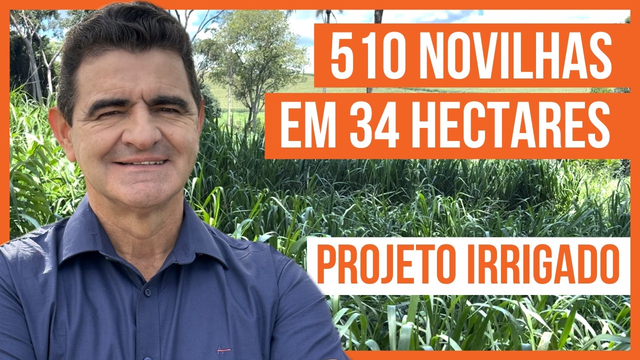 510 NOVILHAS em 34 HECTARES -  Projeto ROTACIONADO ADUBADO e IRRIGADO para BOVINOS DE CORTE
