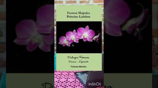 FEOTNAI MAPULES—PRINCINO LAŬDATA: Kumpulan Puisi Dawan-Esperanto