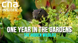 Secret Lives Of Wildlife in Singapore's Botanic Gardens | One Year In The Gardens (Part 1/2)