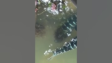 Cá lóc bông khổng lồ #cacconvat #docla #fishing