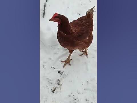 Курица бежит от петуха #shorts #курица - YouTube
