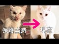 【保護猫】ガリガリの野良猫は実は⁉︎
