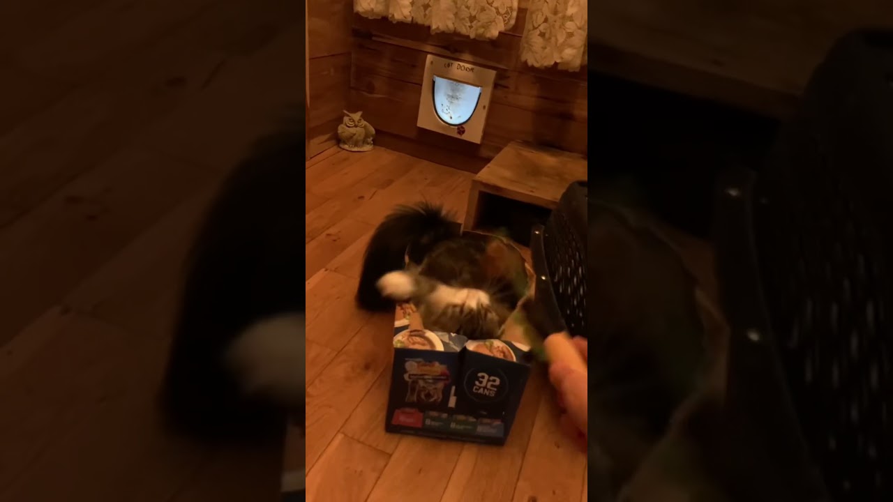 在 YouTube 上观看 Sugy Wugy Is A Toy Driven Cat! 在 YouTube 上观看 Sugy Wugy Is A Toy Driven Cat!