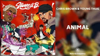 Chris Brown, Young Thug - Animal (432Hz) Resimi