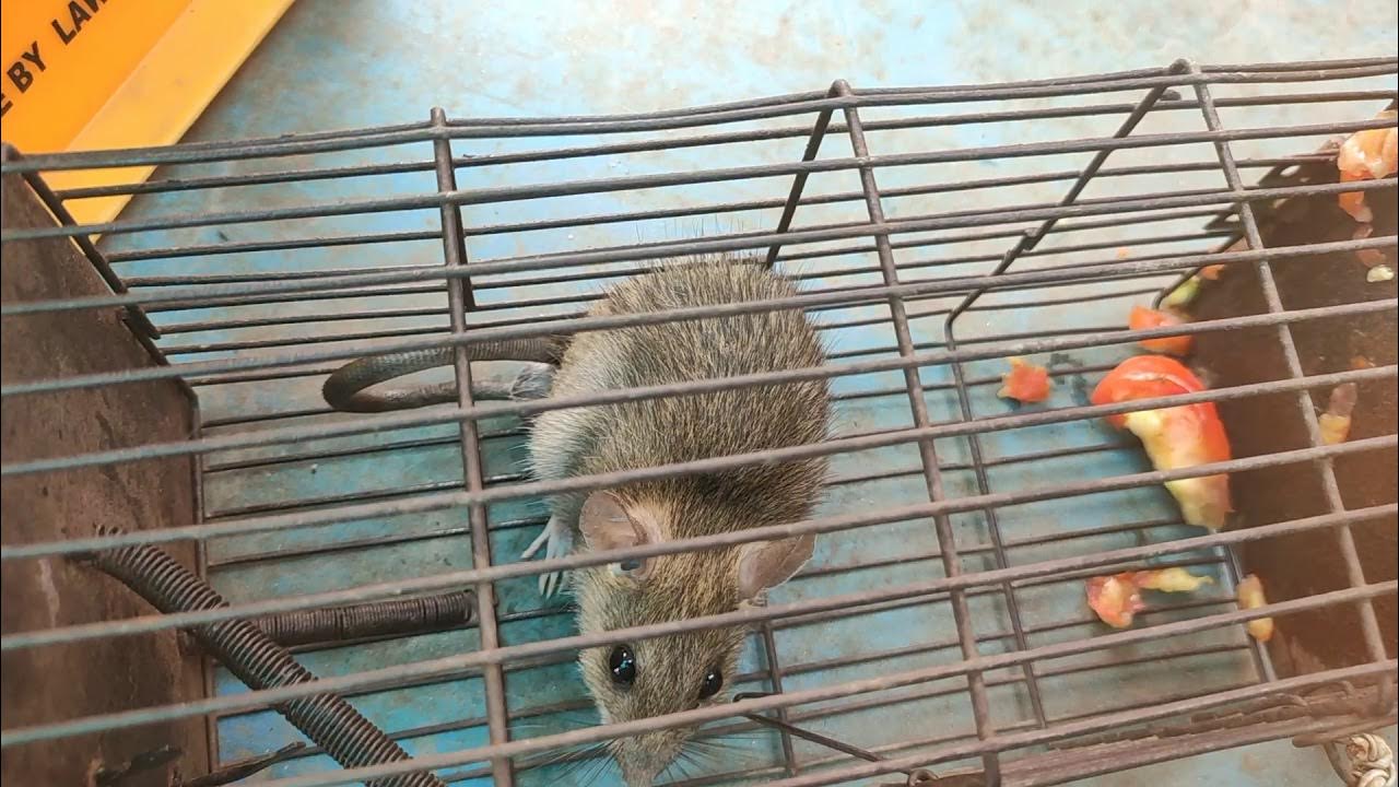 How to catch a Rat YouTube