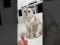 😺#youtubeshorts #funny #cat #viral #cute #shorts #shortvideo #ytshorts #memes