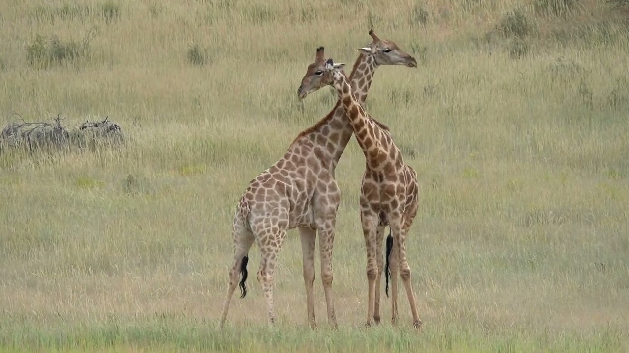 Giraffes Necking