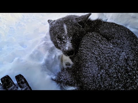 Video: Elämän Tekeminen Helpoksi