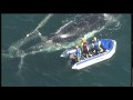 Whale Rescue